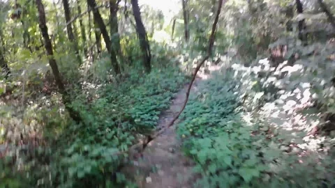 Nature Walk Handheld Stock Footage 158765881