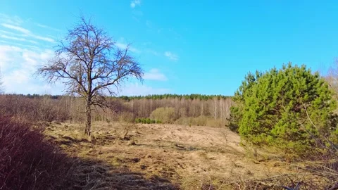Nature walk in open field with trees and blue sky in forest area during daytime Stock Footage 333443277
