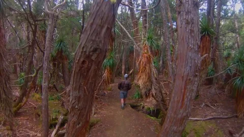 Nature walk with pandani Stock Footage 79777212