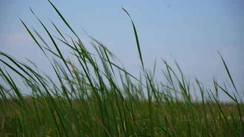 Nature walk at sunset Stock Footage 93345735