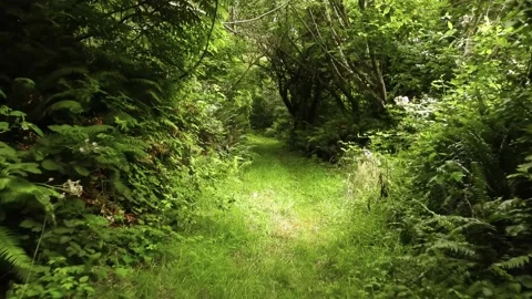 Nature walk through a forest trail Stock-Footage 158046244