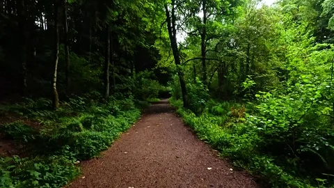 Nature Walk Through The Hermitage Stockbeeldmateriaal 305292825