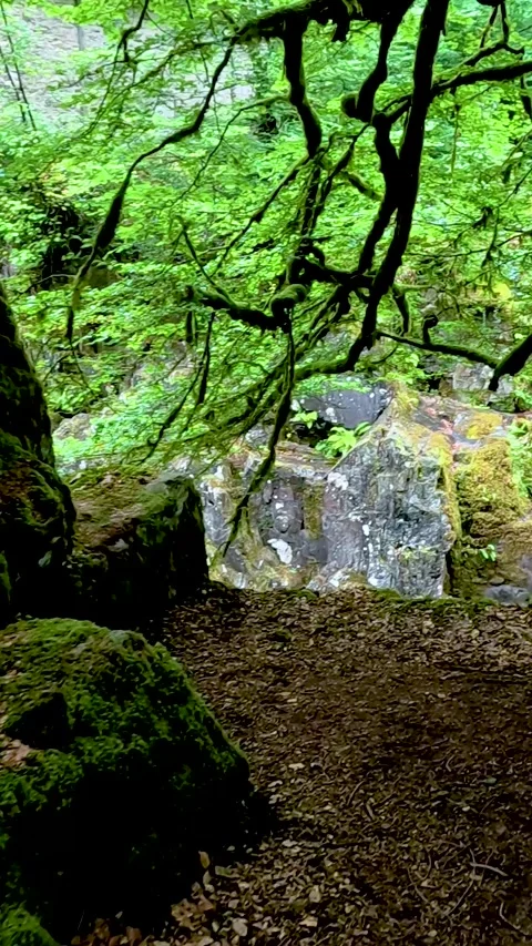 Nature Walk Through The Hermitage Vídeo Stock 305534298