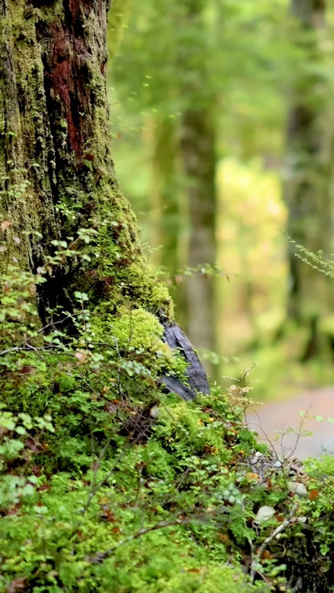 Nature Walk Through Lush Forest Pathway Vídeos de archivo 309973713