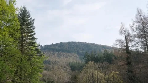 Nature walk througha  forest landscape with distant mountains in Newcastle, NI Stock Footage 306392879