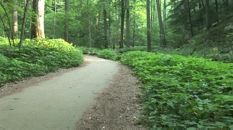 Nature Walking Path Stock Footage 43222675