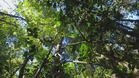 Nature walking under the trees 库存影片 92534640