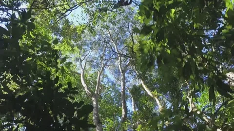 Nature walking under the trees2 库存影片 92534633