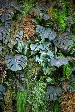 Nature is on the wall Stock Photos