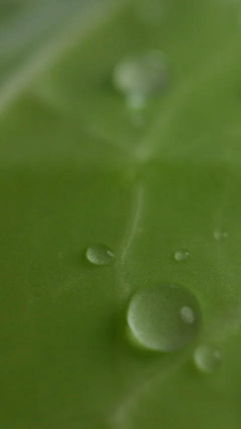 Nature, water and drop on leaf for growth, hydration and humid condition to aid Stock Footage 333674570