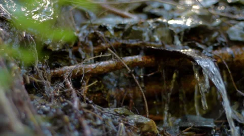 Nature water (camera slider) Stock Footage 37764395