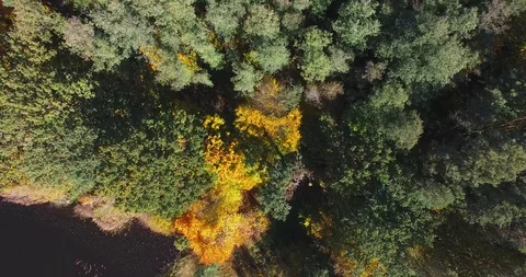 Nature water flow between green trees breathtaking colors of winding riverline Stock Footage 97698148