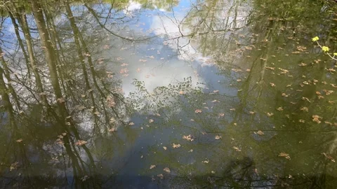 Nature Water Reflection with Trees and Floating Leaves in the Netherlands 스톡 동영상 343001789