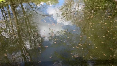 Nature Water Reflection with Trees and Floating Leaves in the Netherlands Video stock 343001894