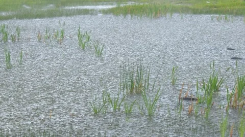 Nature weather background: Wide angle pouring rain on wetland pond Stock Footage 336755967
