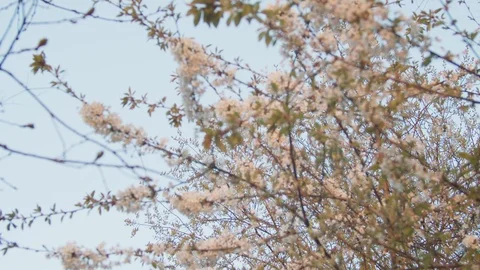 Nature - White cherry tree flowers in spring Stock Footage 118979433