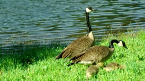 Nature, wild birds Stock Footage 76135906