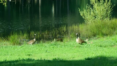 Nature, wild birds Stock Footage 76136055