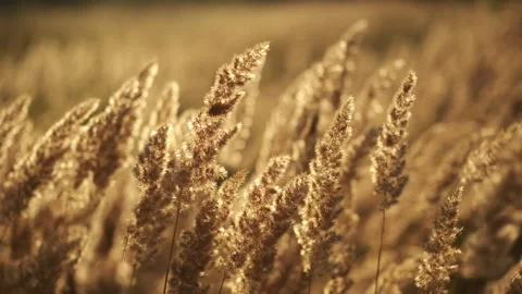 Nature. Wild grass blowing in the wind in sunset lights Video stock 246742912