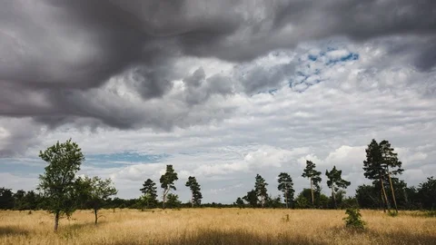 Nature. Wild pine forest with dry yellow grass sways in the wind. 스톡 동영상 114309168