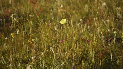 Nature wildflowers Stock Footage 280194154