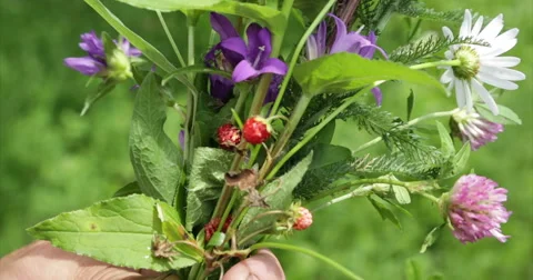 Nature. Wildflowers in hand. Video stock 52265367