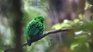 Nature Wildlife Footage Of Beautiful Bird Green Broadbill Perching On A Branch Stock Footage