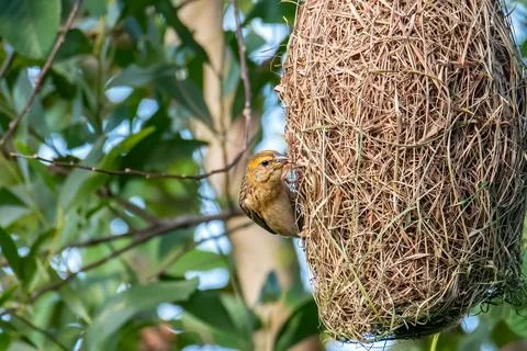 Nature wildlife image of Baya weaver inside bird nest Stock Photos