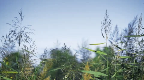 Nature in the wind Stock Footage 46066869