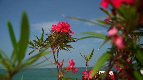 Nature - The wind shakes the branches against the background of the sea Stock Footage