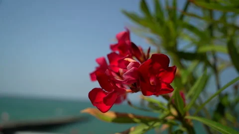 Nature - The wind shakes the branches against the background of the sea Stock Footage 158094987