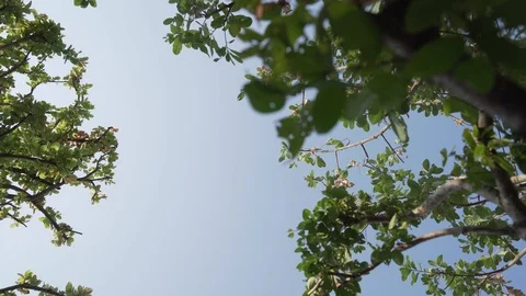 Nature On Wind Tree Green Leaves Видео 127449346