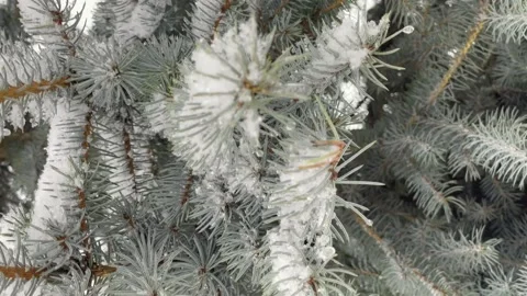 Nature Winter background with snowy pine tree branches. Video stock 196086972