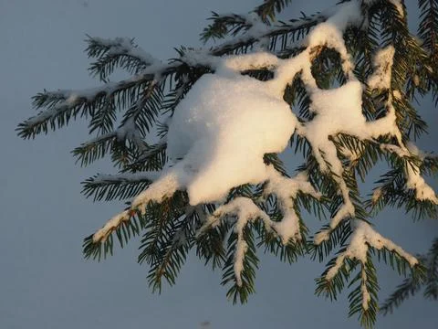 Nature in winter, close-up. Stock Photos