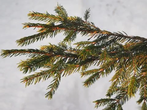 Nature in winter, close-up. Stock Photos
