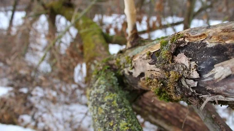Nature in winter Stock Footage 103372368