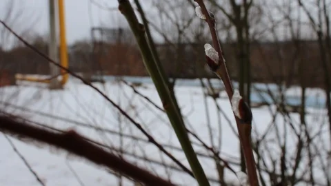 Nature in winter Stock Footage 103372401