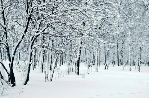 Nature in winter Stock Photos