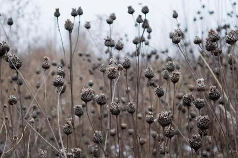 Nature before the Winter Stock Photos