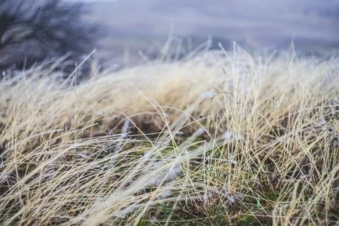 Nature in winter Stock Photos
