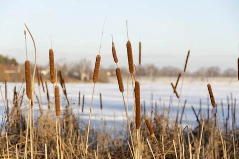 Nature in winter Stock Photos