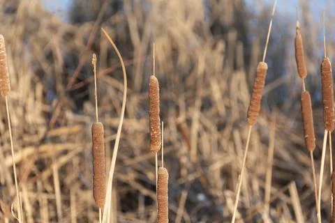 Nature in winter Foto stock