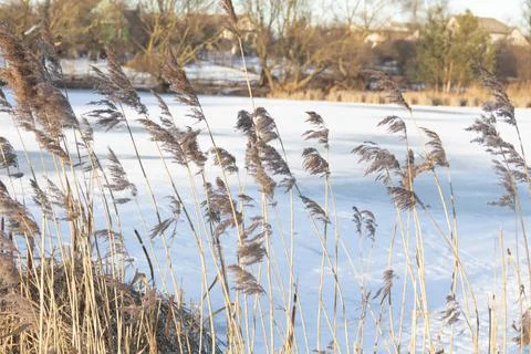 Nature in winter Stock Photos