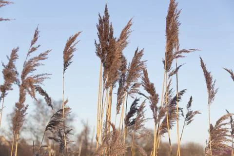 Nature in winter Stock Photos