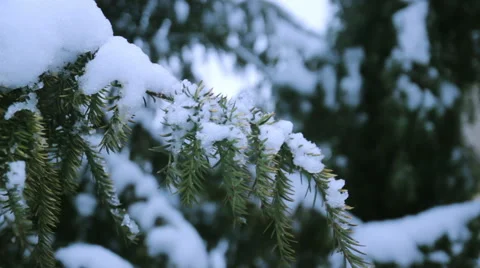 Nature in winter pine Stock Footage 60965301