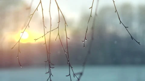 Nature, winter scene with falling snow. Ice on winter trees over sunset sky Stock Footage 162296094