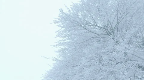 Nature - Winter Trees - Camera Pan Vídeos de archivo 54702101