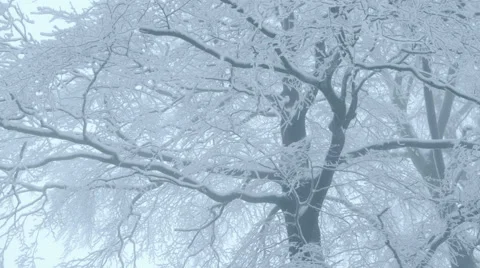 Nature - Winter Trees Vídeos de archivo 54700223