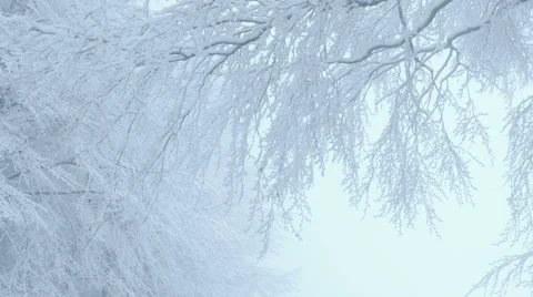 Nature - Winter Trees Video stock 54700937