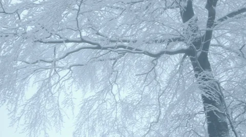 Nature - Winter Trees Video stock 54701115